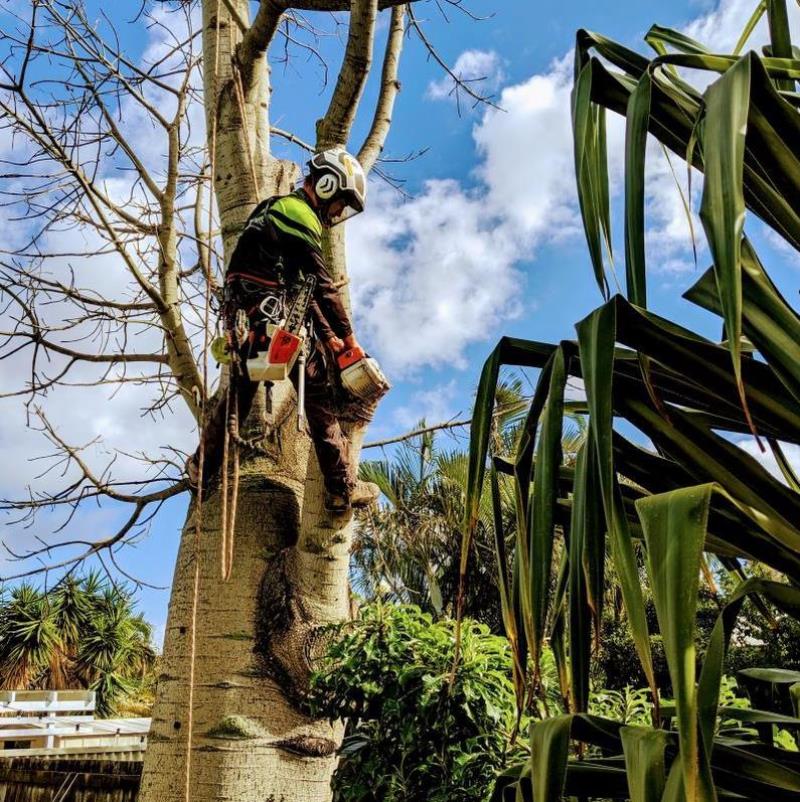 Tree lopping casino nsw city