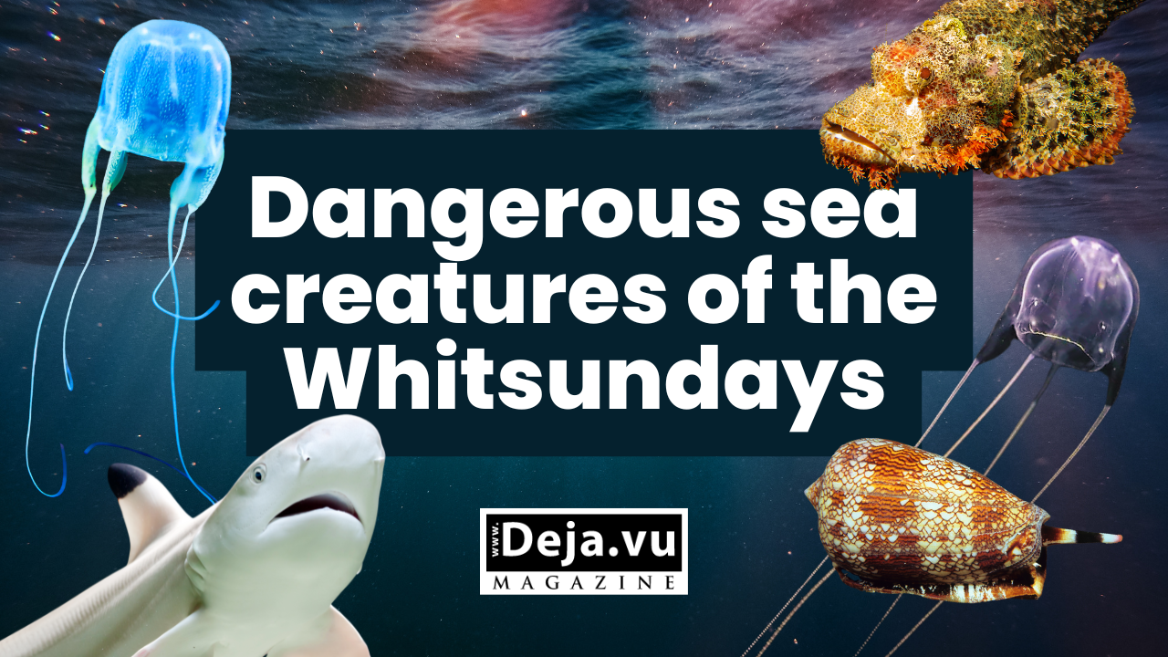 Dangerous sea creatures of the Whitsundays